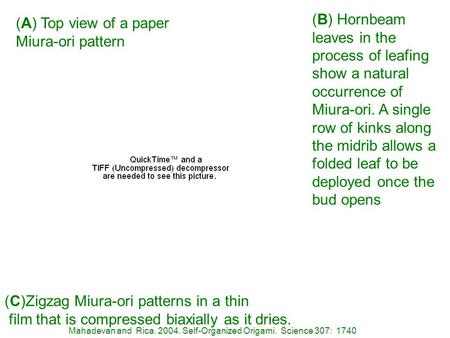 (A) Top view of a paper Miura-ori pattern