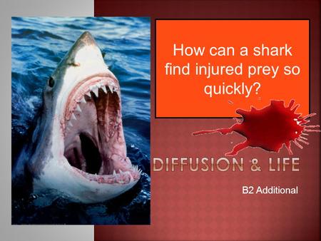 How can a shark find injured prey so quickly?