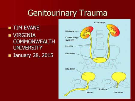 Genitourinary Trauma TIM EVANS VIRGINIA COMMONWEALTH UNIVERSITY