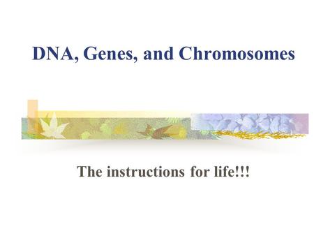 DNA, Genes, and Chromosomes The instructions for life!!!