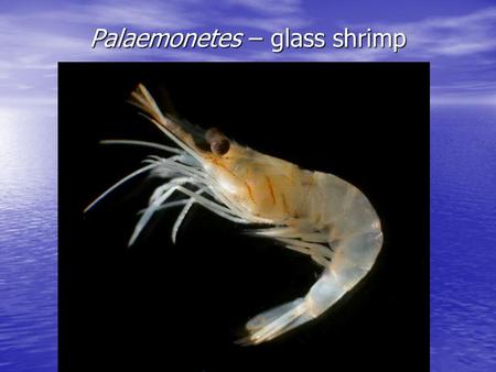 Palaemonetes – glass shrimp. Boundary Habitats Estuaries.