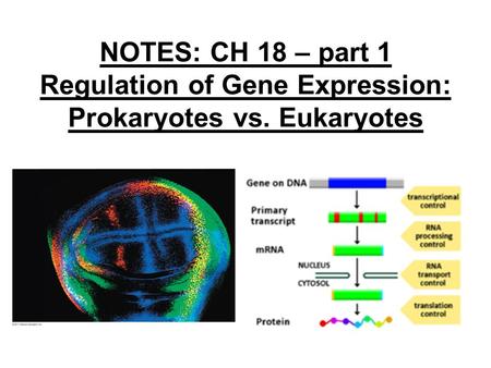 NOTES: CH 18 – part 1 Regulation of Gene Expression: Prokaryotes vs