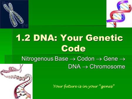 1.2 DNA: Your Genetic Code Nitrogenous Base  Codon  Gene  DNA  Chromosome Your future is in your “genes”