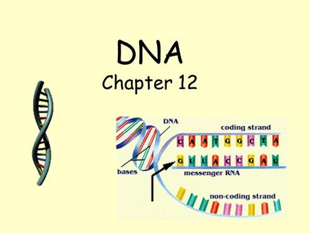 DNA Chapter 12. GENETIC MATERIAL In the middle of the 1900’s scientists were asking questions about genes. What is a gene made of? How do genes work?