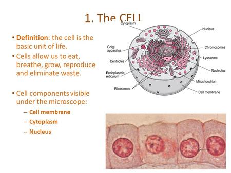 Definition: the cell is the basic unit of life. Cells allow us to eat, breathe, grow, reproduce and eliminate waste. Cell components visible under the.