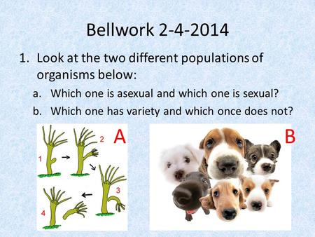Bellwork 2-4-2014 1.Look at the two different populations of organisms below: a.Which one is asexual and which one is sexual? b.Which one has variety and.