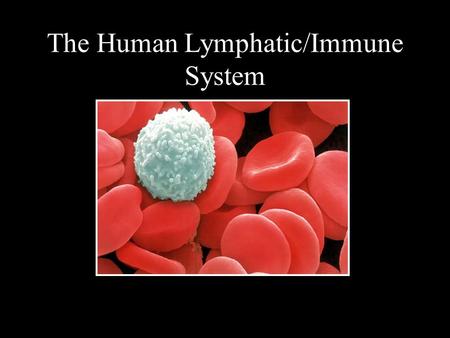 The Human Lymphatic/Immune System