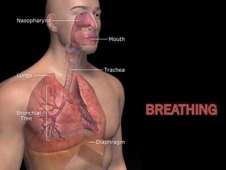 Breathing  The primary function of breathing is to supply the blood with oxygen  Oxygen is needed by every cell in the body to release the energy from.