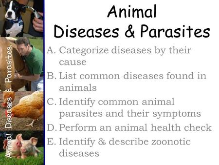 Animal Diseases & Parasites A.Categorize diseases by their cause B.List common diseases found in animals C.Identify common animal parasites and their symptoms.
