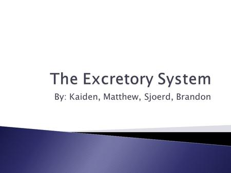 By: Kaiden, Matthew, Sjoerd, Brandon. Excretory System PartKidneyLiverLarge Intestine UreterSkinUrethraBladderBile.
