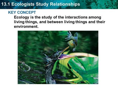 13.1 Ecologists Study Relationships KEY CONCEPT Ecology is the study of the interactions among living things, and between living things and their environment.