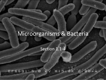Microorganisms & Bacteria Section 1.1-4. Microorganisms Very small, living things that you need a microscope to see Three kingdoms include microorganisms.