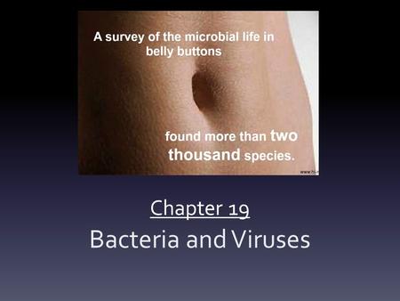Chapter 19 Bacteria and Viruses.