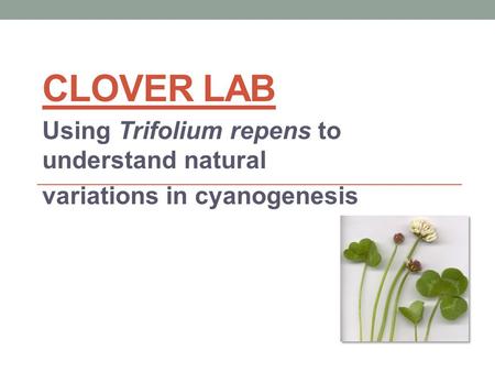 CLOVER LAB Using Trifolium repens to understand natural