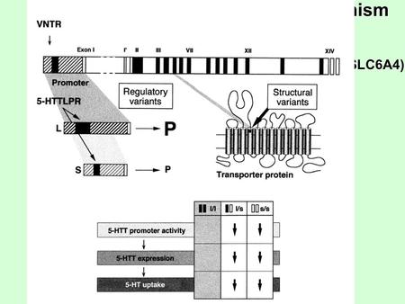 Adapted from Lesch & Mossner, Biol Psychiatry 44 1998 5’-HT transporter promoter polymorphism (5’-HTTLPR,17q11) (SLC6A4)