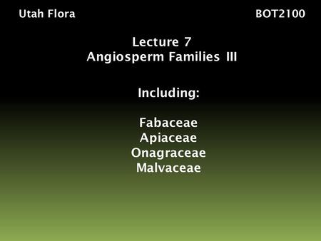 Utah Flora BOT2100 Lecture 7 Angiosperm Families III Including: Fabaceae Apiaceae Onagraceae Malvaceae.