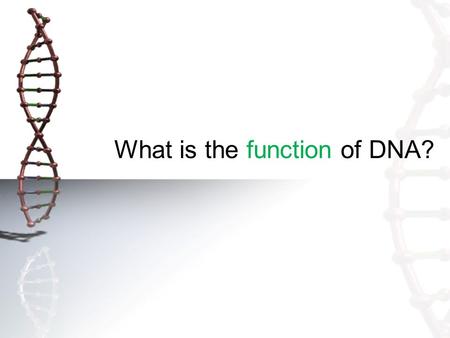 What is the function of DNA?. Making proteins When genes are expressed, proteins are synthesized It involves two stages – transcription and translation.