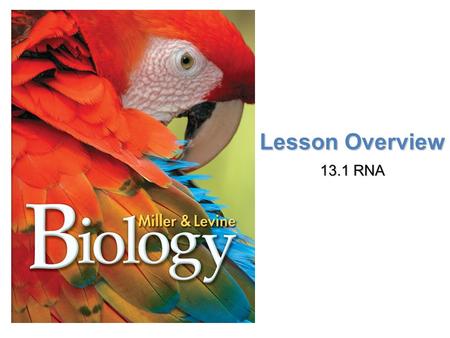 Lesson Overview 13.1 RNA.
