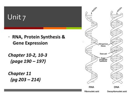 Unit 7 RNA, Protein Synthesis & Gene Expression Chapter 10-2, 10-3
