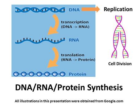 DNA/RNA/Protein Synthesis All illustrations in this presentation were obtained from Google.com Replication Cell Division.