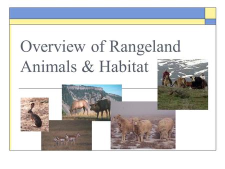 Overview of Rangeland Animals & Habitat