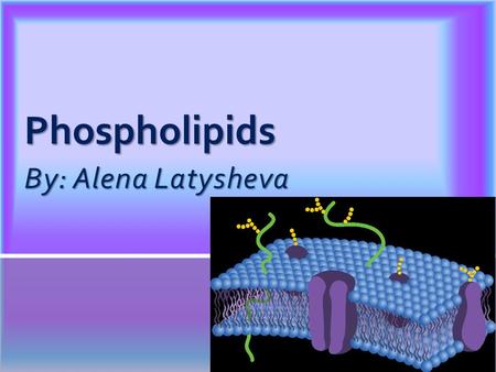 By: Alena Latysheva Phospholipids. Phospholipids are lipid-protein structures that make up the cellular membrane of all cells. They consist of a polar.