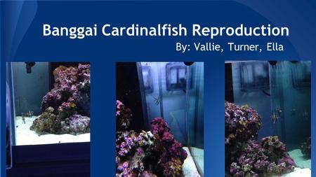 Banggai Cardinalfish Reproduction By: Vallie, Turner, Ella.