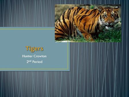 Hunter Crowton 2 nd Period Tigers normally live as forest dwellers. Tigers are native to Asia. They range from the Caucasus and the Caspian Sea to Siberia.