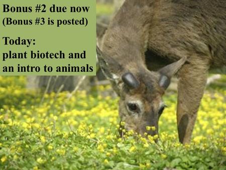Bonus #2 due now (Bonus #3 is posted) Today: plant biotech and an intro to animals.