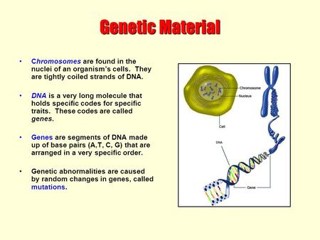 Genetic Material Chromosomes are found in the nuclei of an organism’s cells. They are tightly coiled strands of DNA. DNA is a very long molecule that holds.