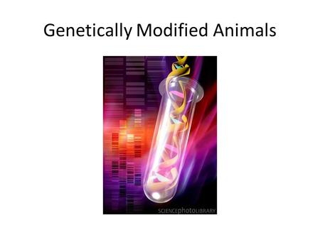 Genetically Modified Animals. Genetically modified animals are a part of molecular biology. Molecular biology is the study of molecules that are essential.