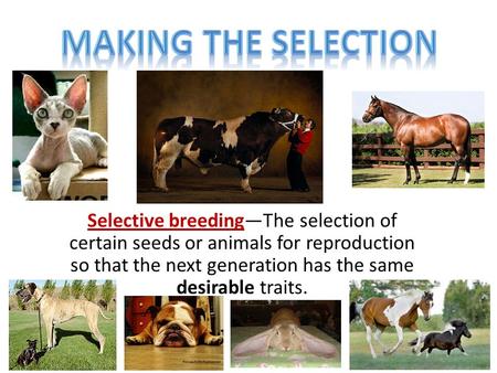 Selective breeding—The selection of certain seeds or animals for reproduction so that the next generation has the same desirable traits.