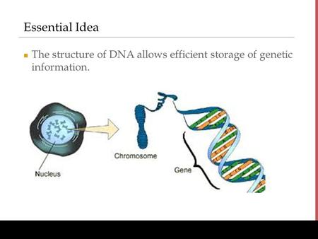Essential Idea The structure of DNA allows efficient storage of genetic information.