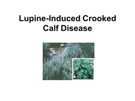 Lupine-Induced Crooked Calf Disease. Situation Analysis Baby born in NW CA with severe bone deformities. –Partial absence of forearm bones –Absent thumbs.