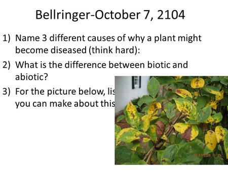 Bellringer-October 7, 2104 1)Name 3 different causes of why a plant might become diseased (think hard): 2)What is the difference between biotic and abiotic?
