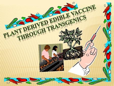 Edible vaccine is a vaccine that is based on the genetically engineered expression of an antigenic protein by an edible plant. Following consumption,