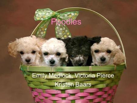 Poodles Emily Medlock, Victoria Pierce Kristen Baars.