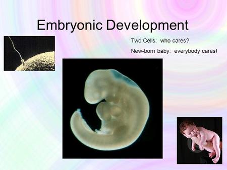 Embryonic Development Two Cells: who cares? New-born baby: everybody cares!