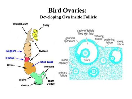 Developing Ova inside Follicle