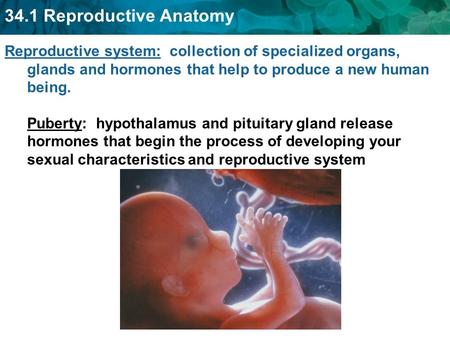 Reproductive system: collection of specialized organs, glands and hormones that help to produce a new human being. Puberty: hypothalamus and pituitary.