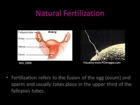Natural Fertilization Fertilization refers to the fusion of the egg (ovum) and sperm and usually takes place in the upper third of the fallopian tubes.