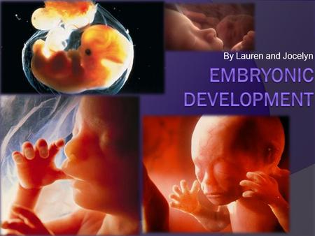 By Lauren and Jocelyn. Fertilization  The first step in embryonic development is fertilization (the joining of male and female gametes)  Fertilization.