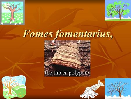 Fomes fomentarius, the tinder polypore. Class Holobasioiomycetes Order Aphyllophorales Family Polyporaceae Fomes fomentarius, Non –gilled Basidiomycete.