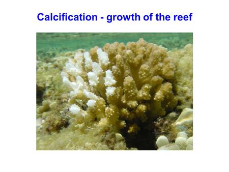 Calcification - growth of the reef. CO 2 and seawater What forms of C are available to the coral ? Organic and inorganic forms DIC - dissolved inorganic.