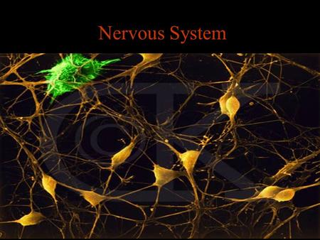 Nervous System. Neurons Humans have 100 billion neurons in the brain. The size and shape can vary All have the same main parts.