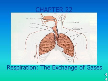 CHAPTER 22 Respiration: The Exchange of Gases Mammalian Respiratory System -Lungs located in thoracic cavity -Double layered sac encloses lungs INTERESTING.