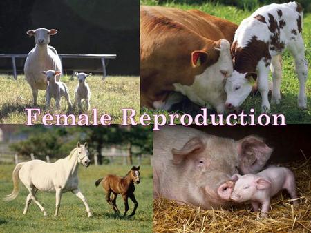 F EMALE R EPRODUCTION Job of the female reproduction system: Produce an fertile egg Produce hormones Reset the ovulation cycle Transport the egg and sperm.