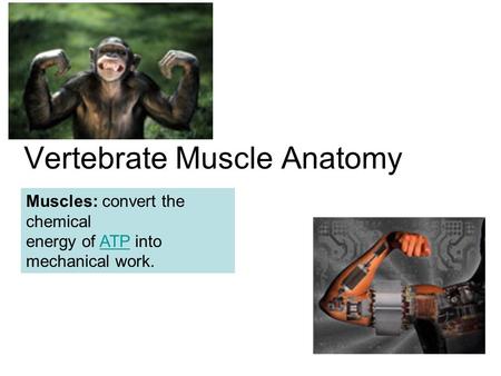Vertebrate Muscle Anatomy Muscles: convert the chemical energy of ATP into mechanical work.ATP.