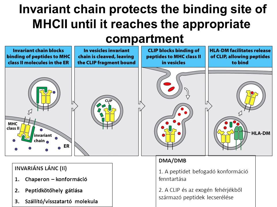 Invariant+chain+protects+the+binding+site+of.jpg#s-960,720