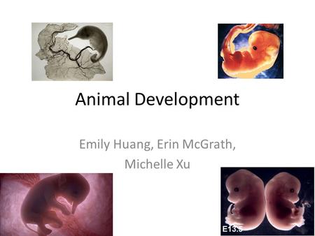 Animal Development Emily Huang, Erin McGrath, Michelle Xu.